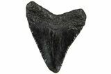 Juvenile Megalodon Tooth - South Carolina #310496-1